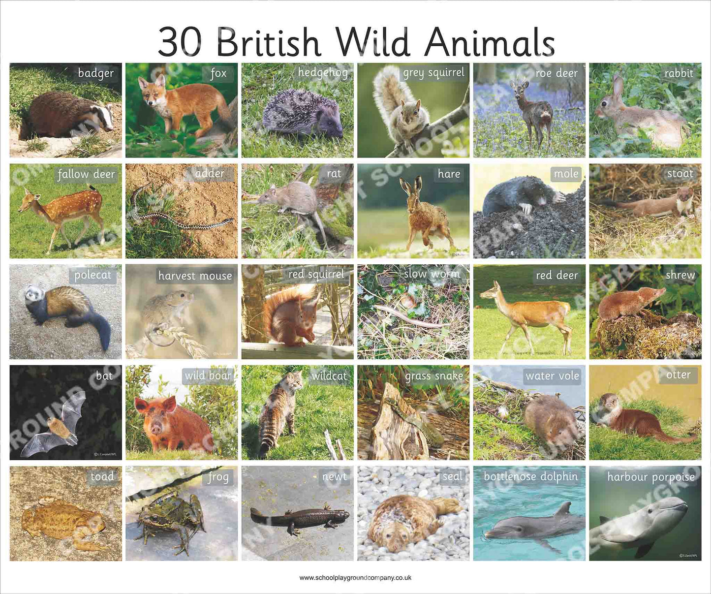 British Wild Animals