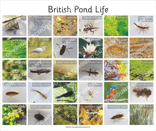 British Pond Life