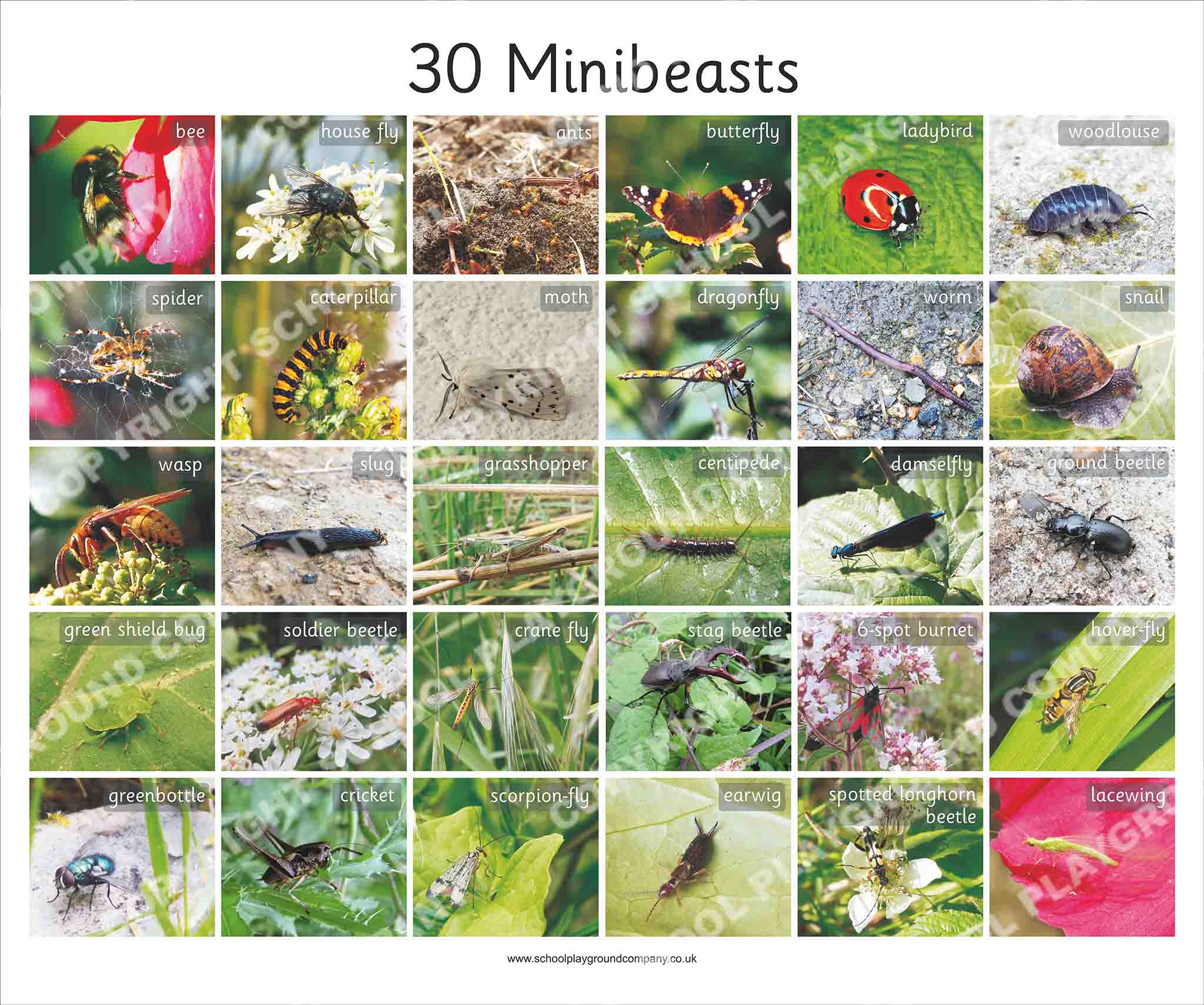 Mini Beasts Rspca British Mini-Beasts - Wildlife Poster - The School Playground Company Shop