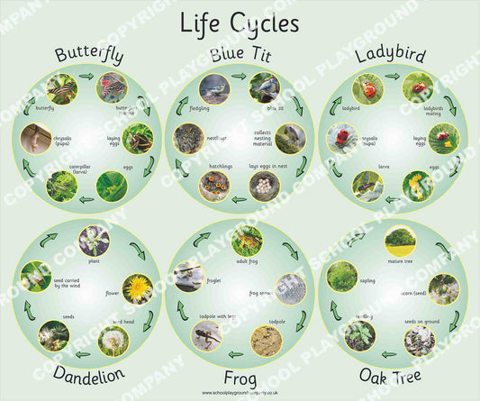 6 Nature Lifecycles