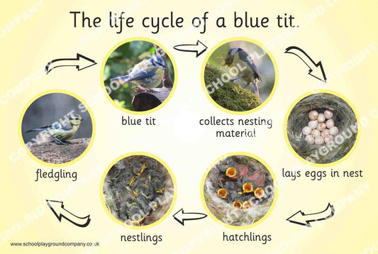 Lifecycle of the Blue Tit