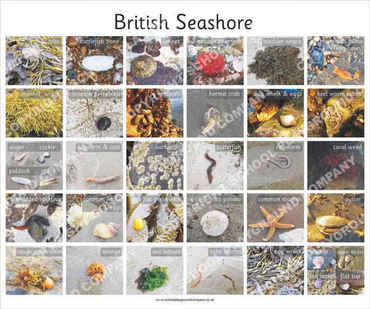 British Seashore