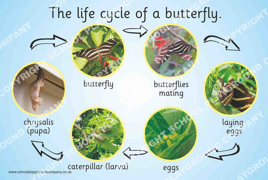 Lifecycle of a Butterfly