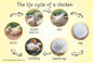 Lifecycle of a Chicken