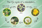 Lifecycle of the Dandelion