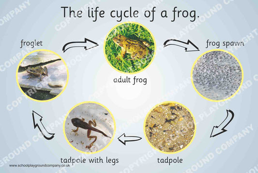 Frog Life Cycle