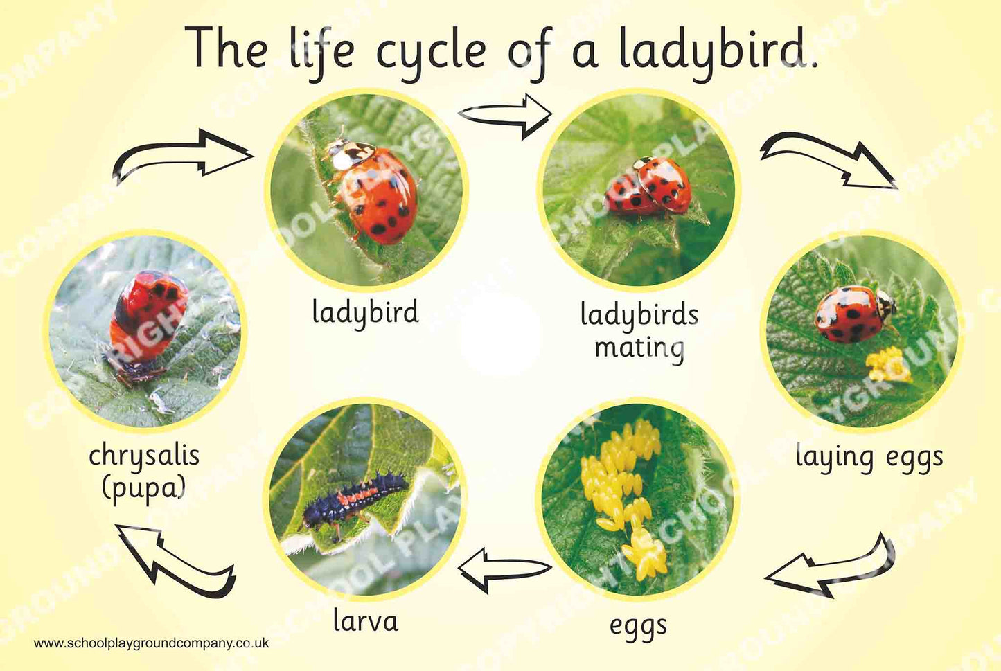 Lifecycle of the Ladybird