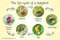 Lifecycle of the Ladybird