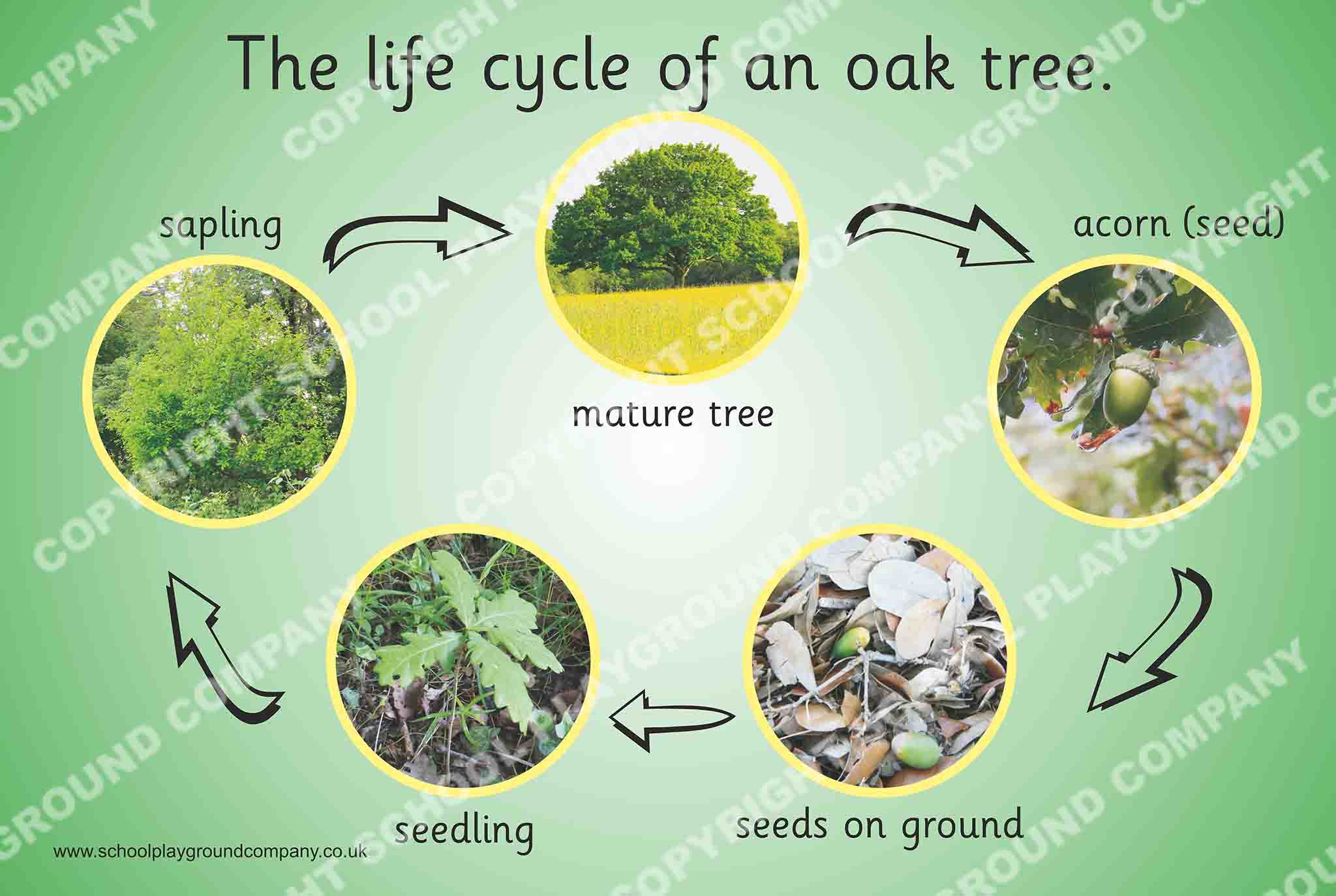 Oak Tree Lifecycle - Wildlife Poster - The School Playground Company Shop