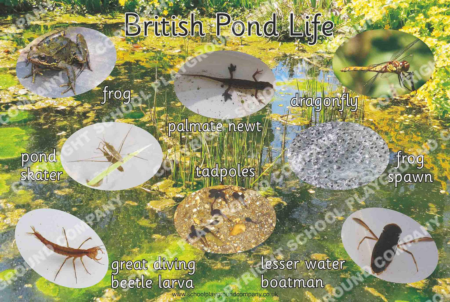 British Pond Life